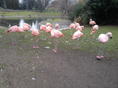 14_flamingo