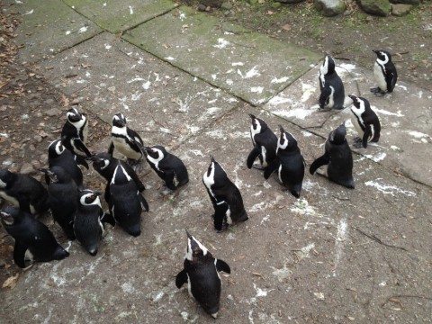 15_pingvini